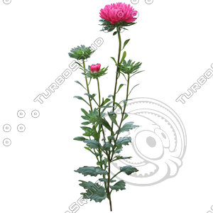 Flower_V_19