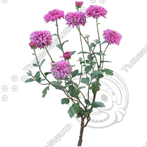 Flower_V_20