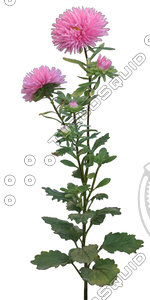 Flower_V_21