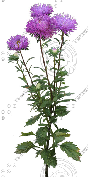  https://static.turbosquid.com/Preview/2014/08/01__21_52_11/Flower_V_22_1.jpgf4a7ced4-4cbb-4b65-a722-c7be0bba61b6Large.jpg