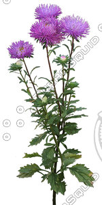 Flower_V_22