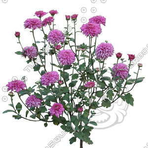 Flower_V_23