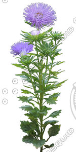 Flower_V_24