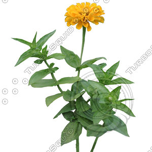 Flower_V_26