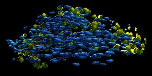 School of Fish