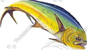 fish24
