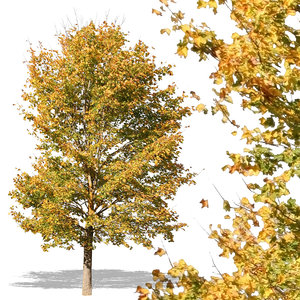 autumn tree