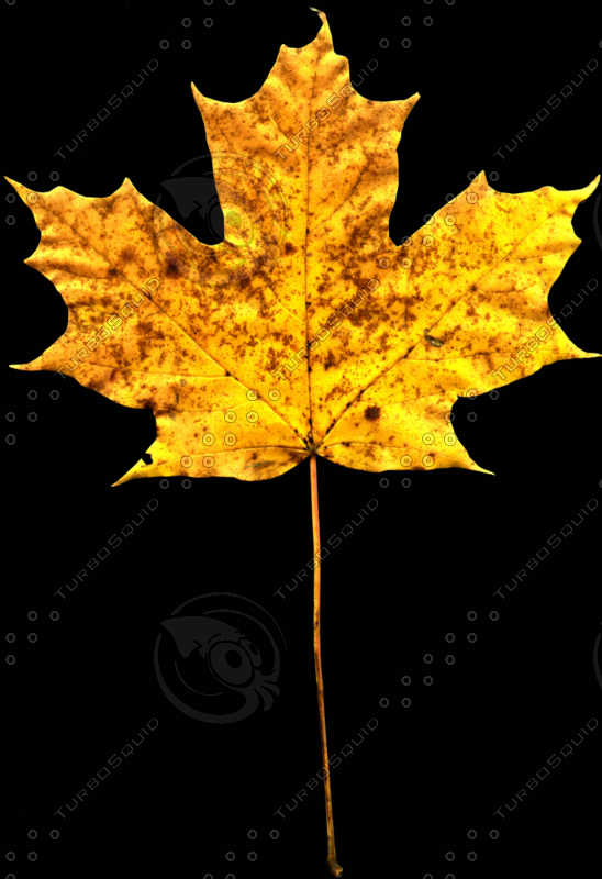 Texture PNG Maple leaves leaf