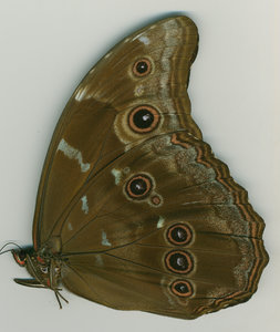 lsins_00061