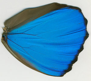 lsins_00065