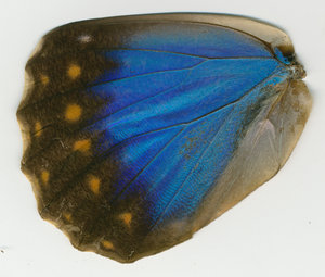 lsins_00072