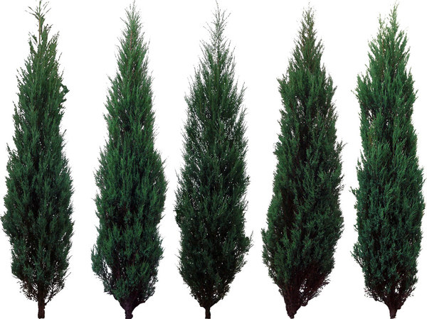 Texture PNG tree pine spruce