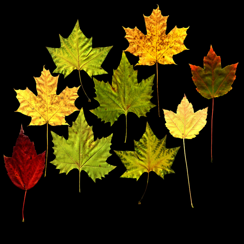Texture PNG Maple leaves leaf
