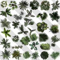 Plan View Tropical Trees