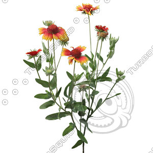 Flower_V_17