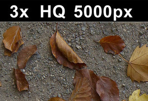 3x Leaves on Sand 1 - Hi Res