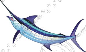 Fish31