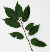 leaf_hedge