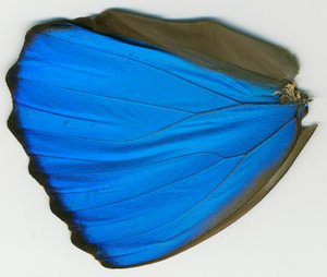 lsins_00066