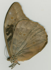 lsins_00067