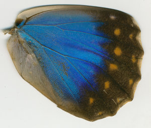 lsins_00071