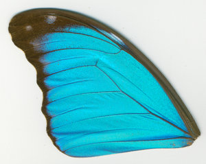 lsins_00081