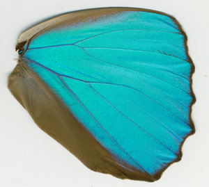 lsins_00083