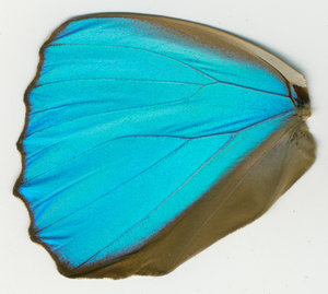 lsins_00084