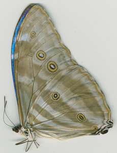 lsins_00086