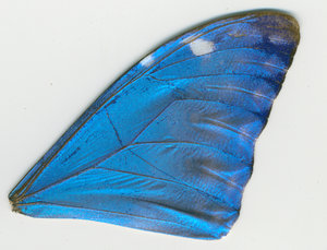 lsins_00088