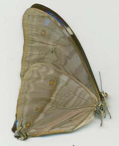 lsins_00091