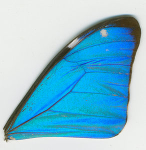 lsins_00094