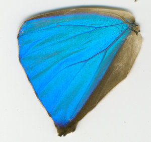 lsins_00096