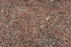 Tileable Pinestraw Texture
