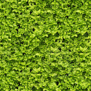 Tiled Hedge Texture