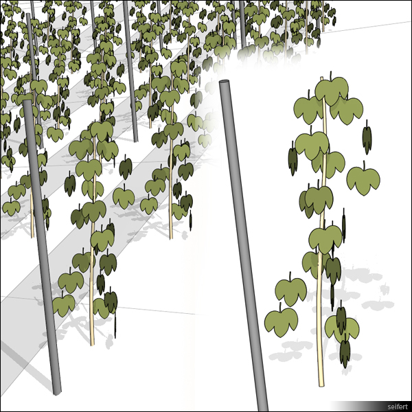 Building Revit Family vine grape plant