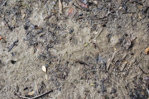Mud_Texture_0002