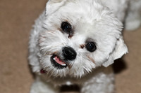 Eager White Dog Looking at You
