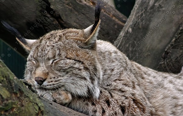 Stock JPEG lynx animal nature