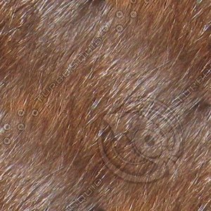 cat fur 03