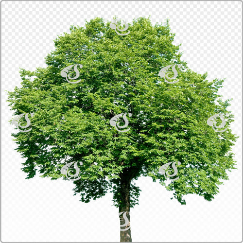 Texture TIFF tree baum cutout