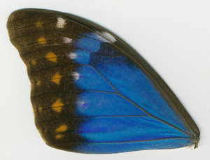 lsins_00069