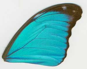 lsins_00082