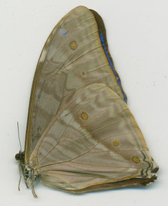 lsins_00092