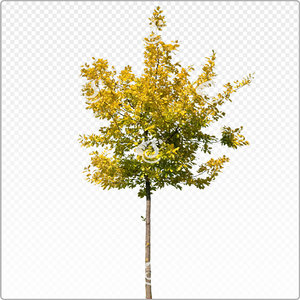 quepet_y_011_aut