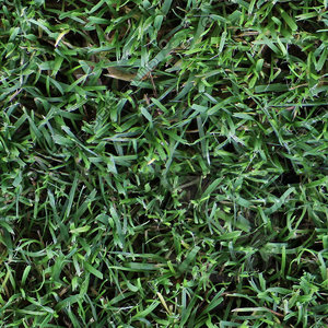 Grass texture