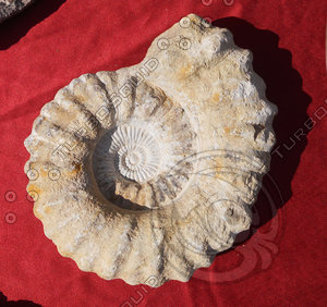 Fossils Pack