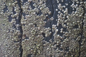Seawall_Texture_0004
