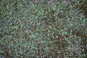 Seawall_Texture_0010