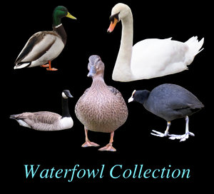 Waterfowl Cutout Collection